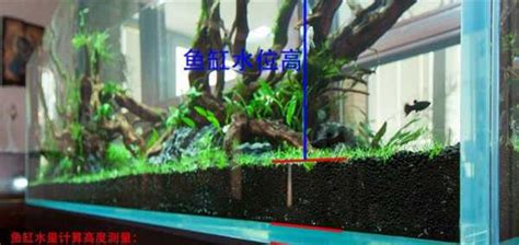 水量計算魚缸 富貴竹開花代表什麼